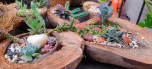 Customized Plant Table Pieces In Goa