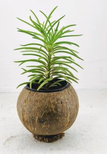 Customized Plant Table Pieces In Goa