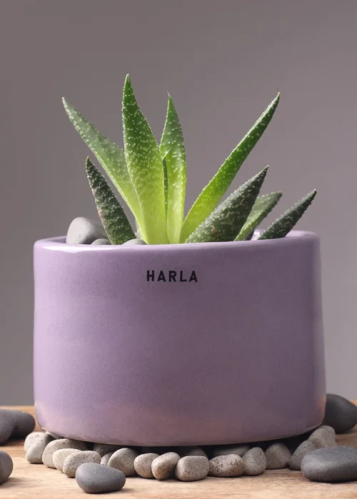 Sustainable Gifts In Goa