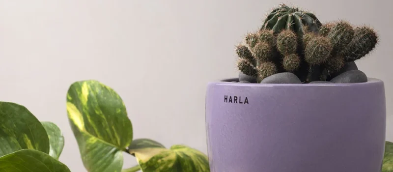 Sustainable Gifts In Goa